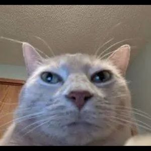 Meet your Posher, Sammy